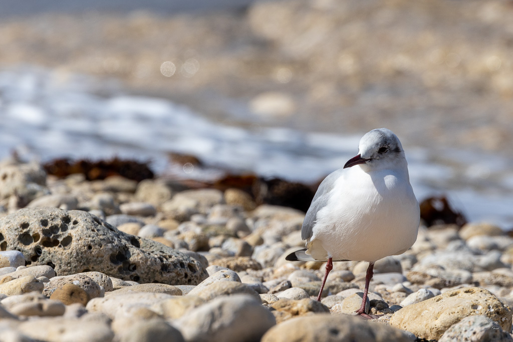 Mouette rieuse (Chroicocephalus ridibundus)-28.jpg