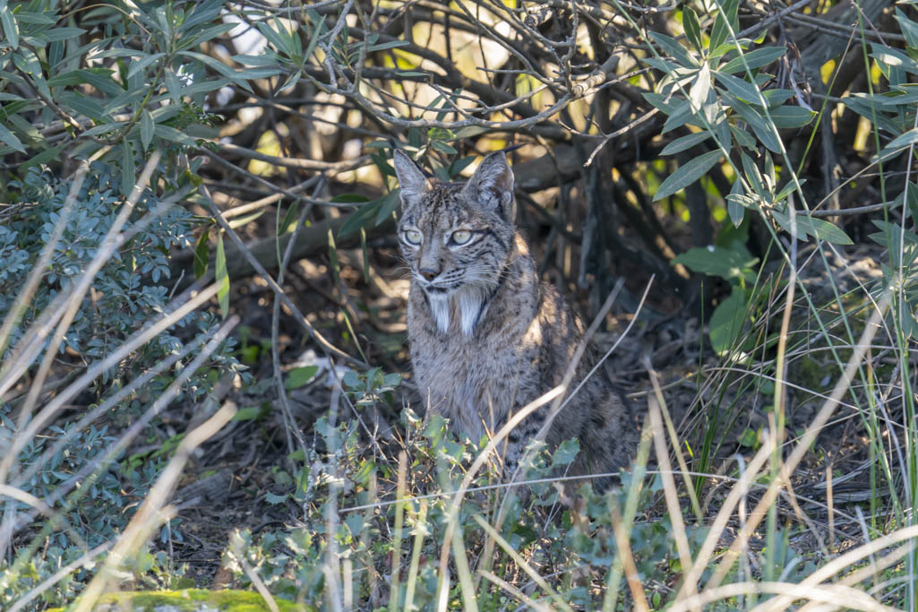 Lynx ibérique.jpg