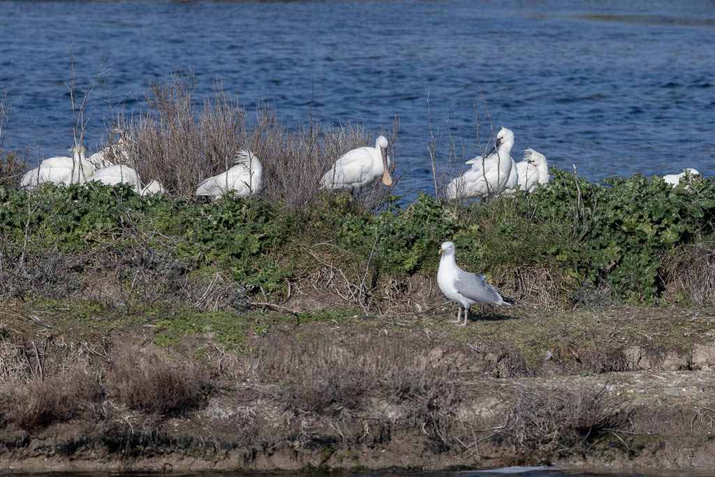 Spatule blanche (Platalea leucorodia)-16.jpg