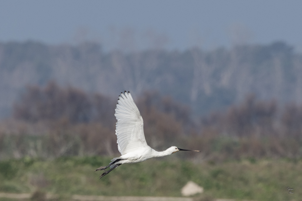 Spatule blanche (Platalea leucorodia)-19.jpg