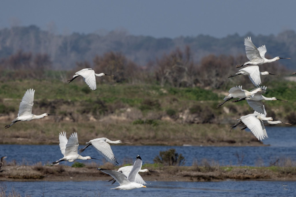 Spatule blanche (Platalea leucorodia)-20.jpg