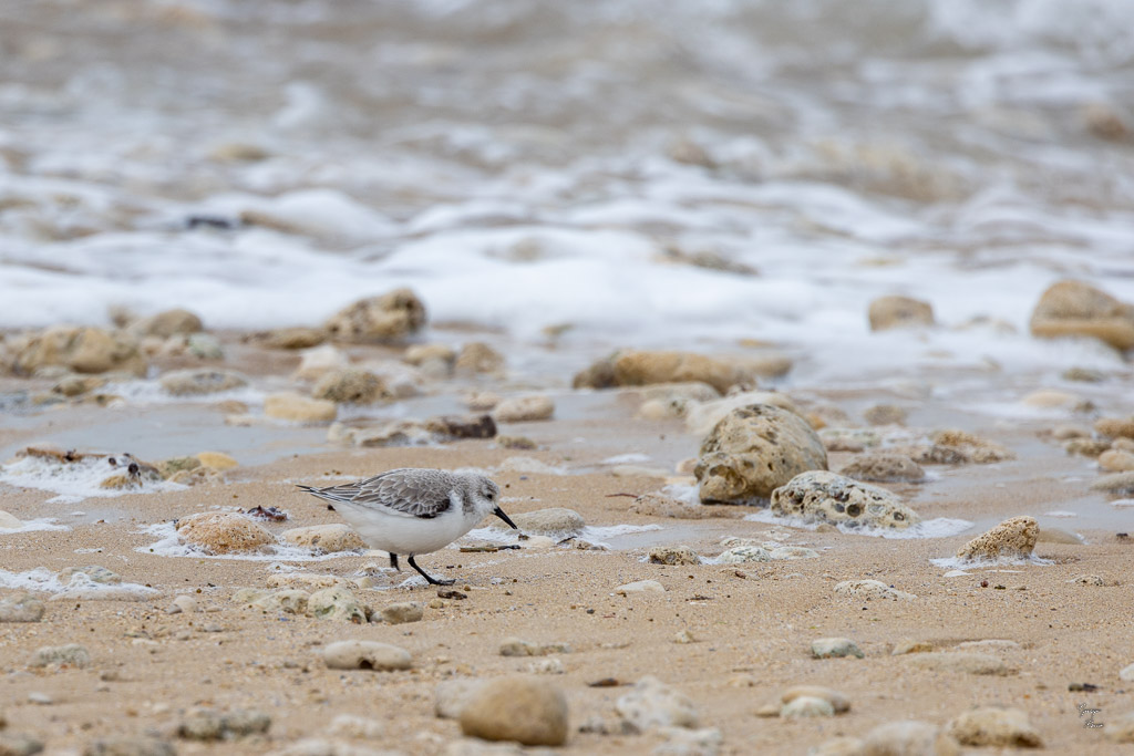 Bécasseau sanderling (Calidris alba)-1.jpg