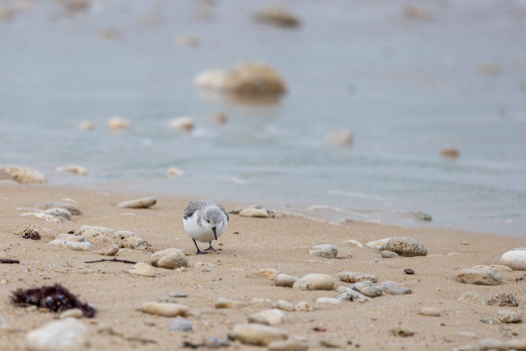 Bécasseau sanderling (Calidris alba)-5.jpg