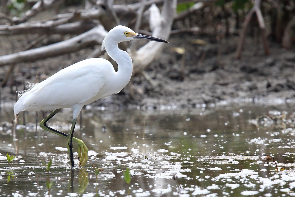 064 Aigrette neigeuse.jpg