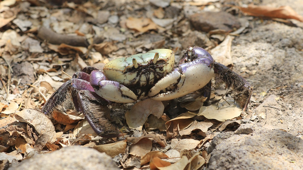 089 Crabe à barbe.JPG