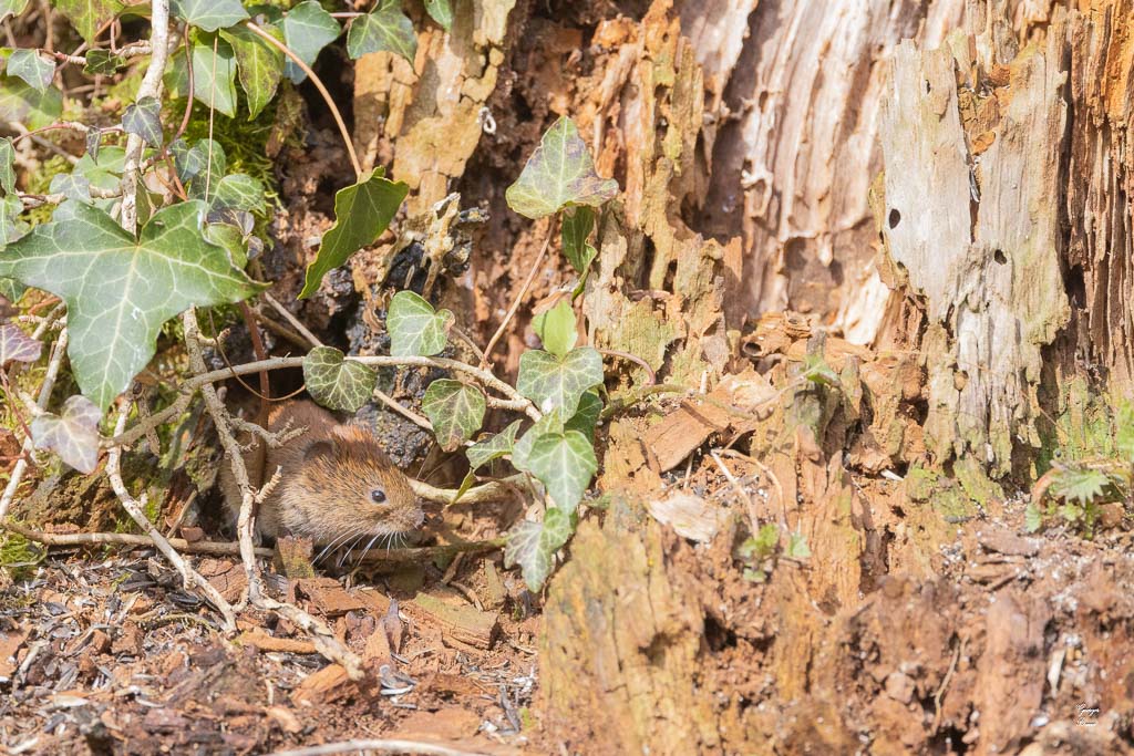 Campagnol roussâtre (Clethrionomys glaerolus) Bank vole-50.jpg