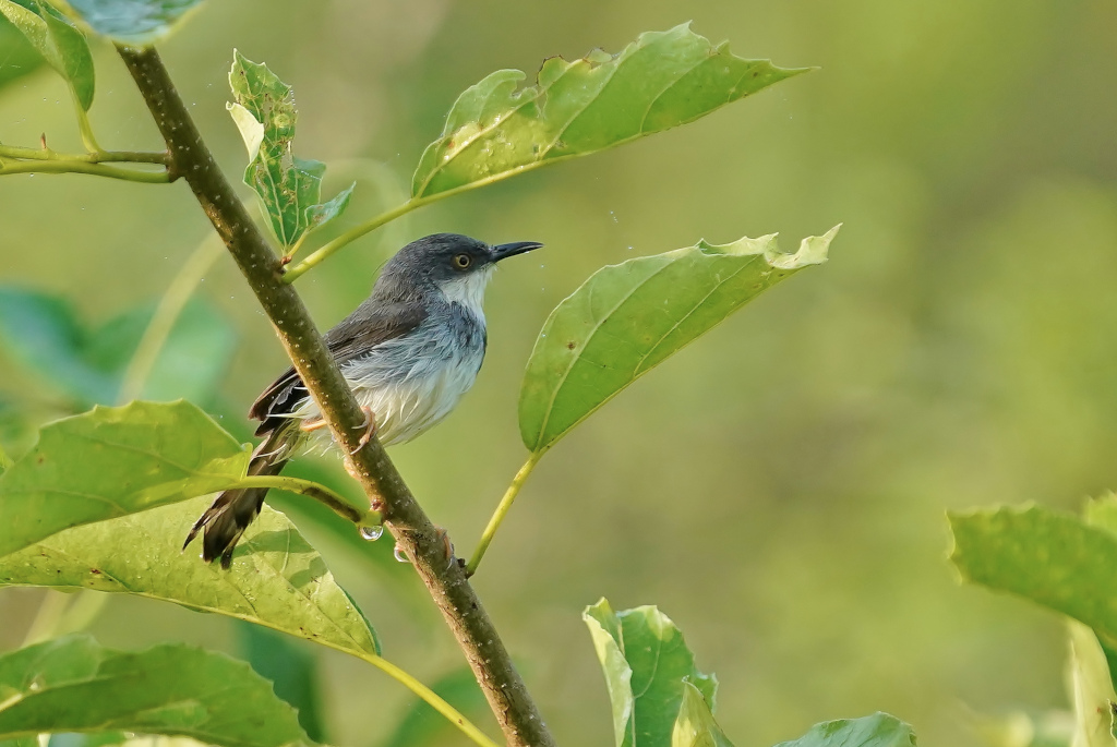 21-Prinia de Hodgson - Minneriya.JPG