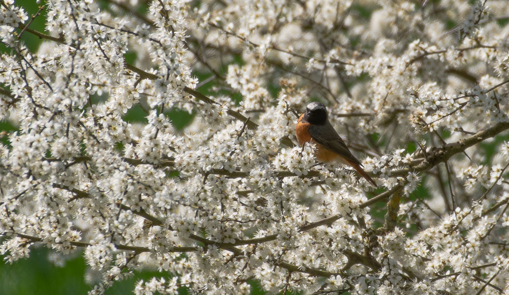 Rouge queueà front blanc.jpg