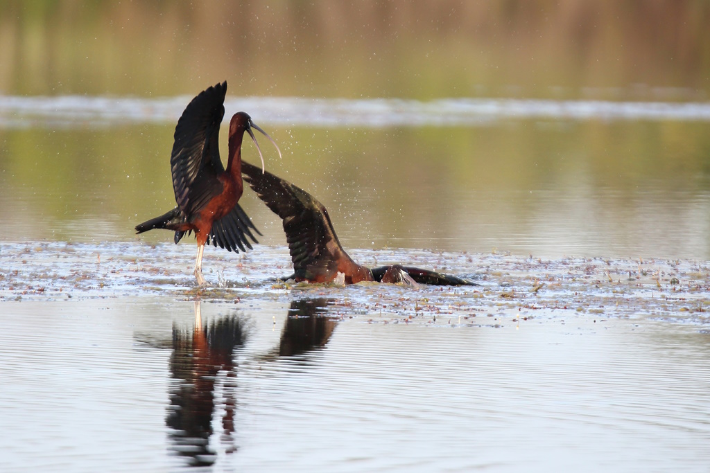 1512 Ibis falcinelle.JPG