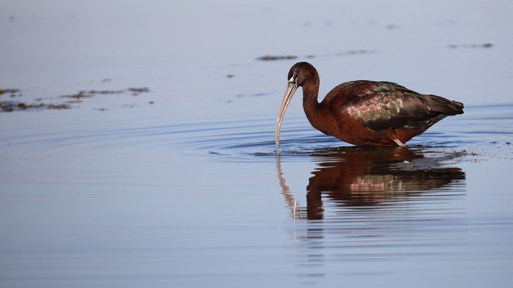 1508 Ibis falcinelle.JPG