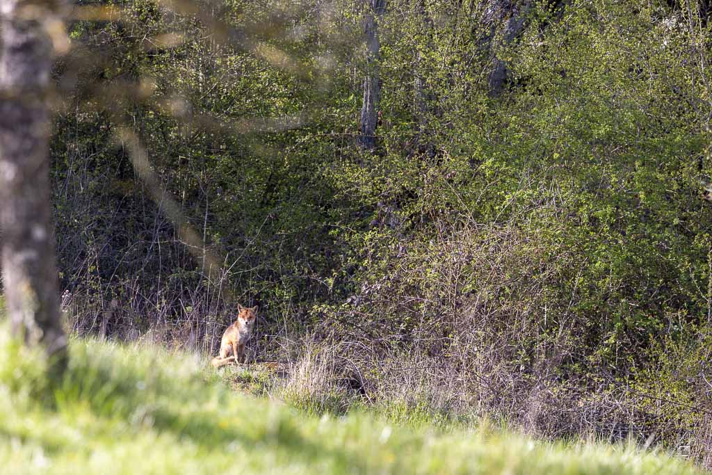 Renard Roux (Vulpes vulpes)-511.jpg