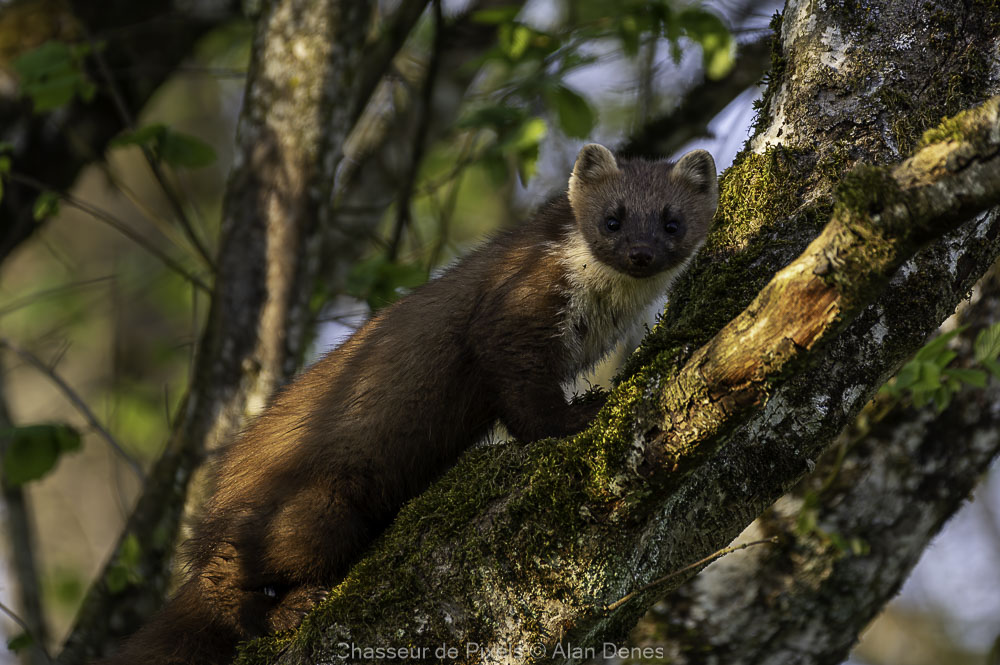 DSC_0927-Avec accentuation-Bruit.jpg