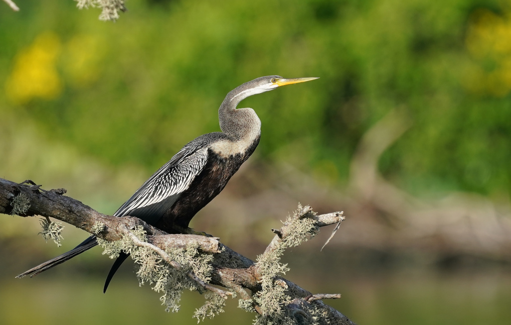 113-Anhinga roux - Bundala.JPG