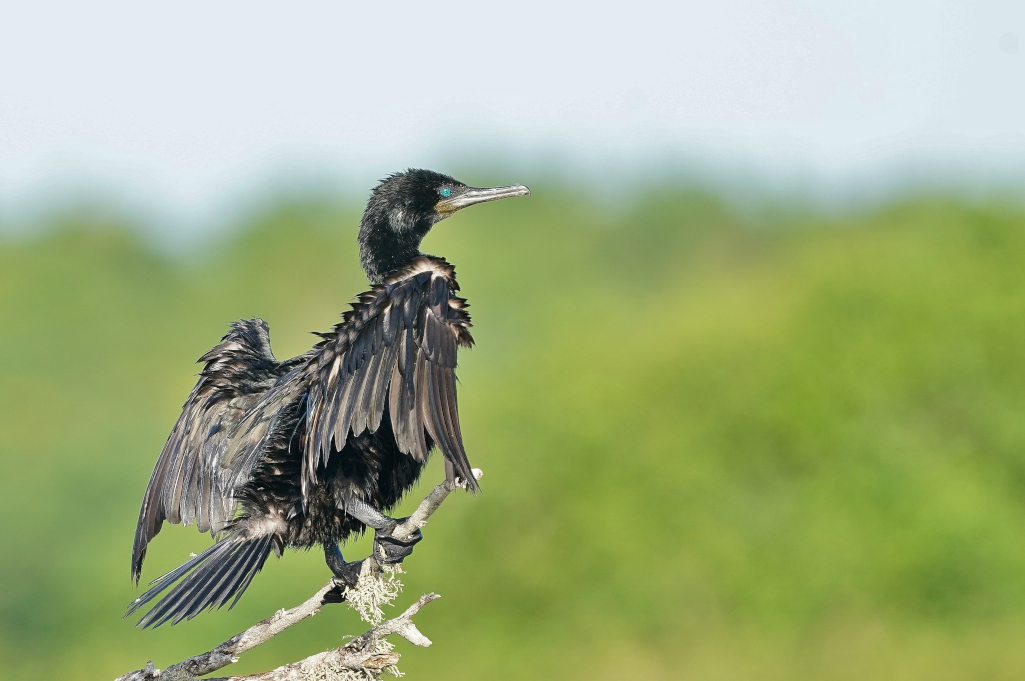 114-Cormoran à cou brun - Bundala.JPG