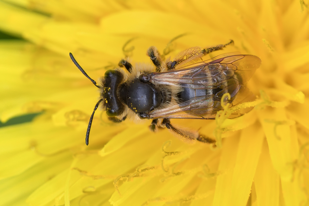 abeille sp3.jpg