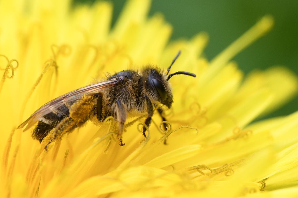 abeille sp2.jpg