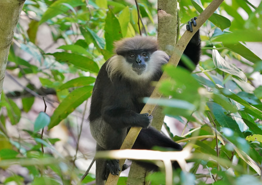 122-Langur à face violette- Unawatuna.JPG