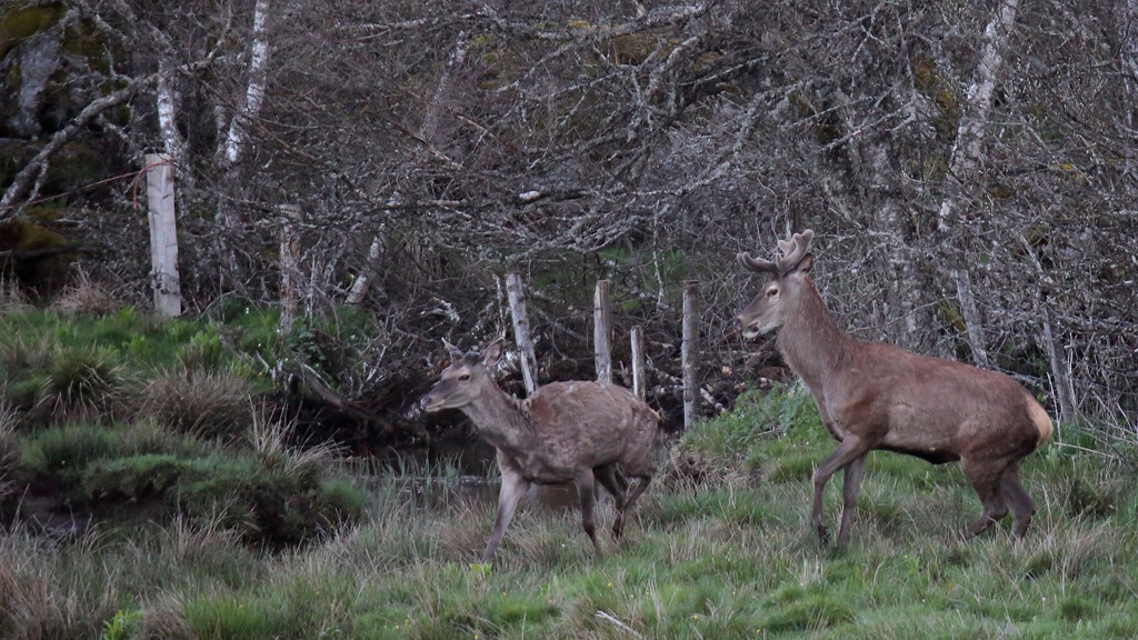 16 Arrivée des Cerfs.JPG