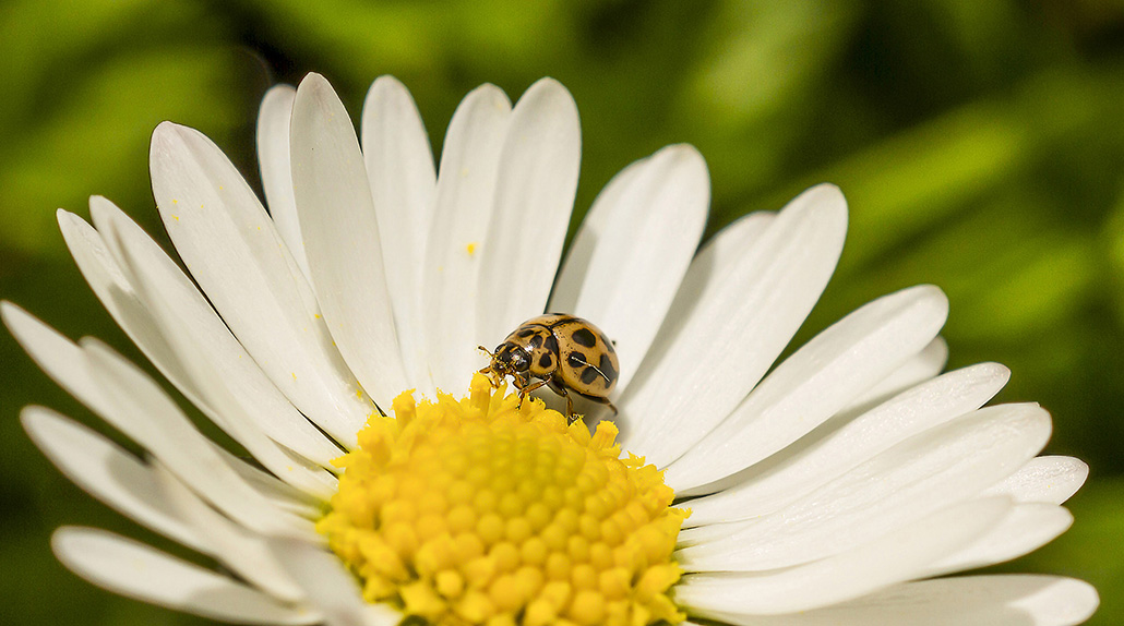 Coccinelle et sa pâquerette.jpg 1.jpg BIS.jpg