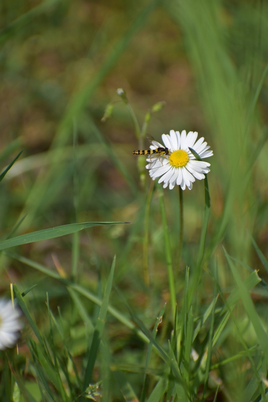 ALLONNES - forêt de Courcy - 16 05 2023 - papillon pâquerette (9).JPG