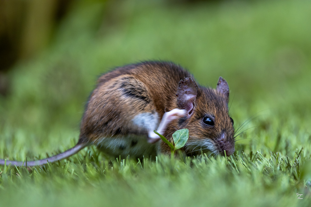 Mulot sylvestre (Apodemus sylvaticus)-143.jpg