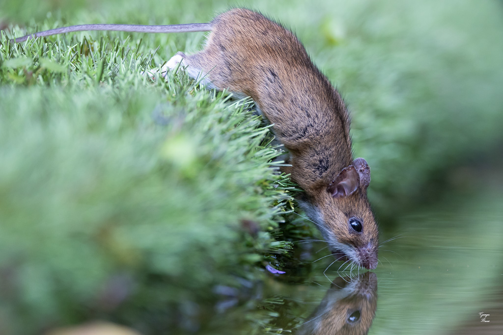 Mulot sylvestre (Apodemus sylvaticus)-153.jpg