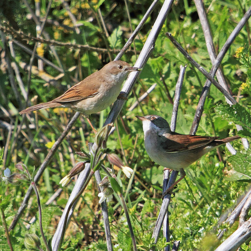 Fauvette grisette couple  J Rivière.jpg