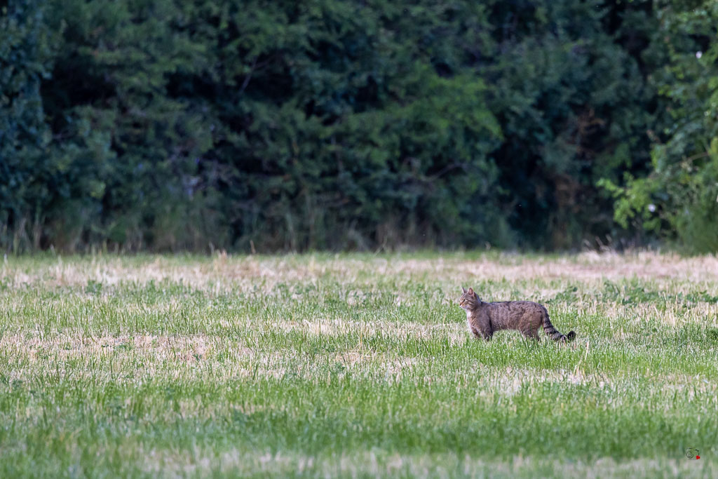 Chat Forestier (Felis silvestris) Wildcat-35.jpg