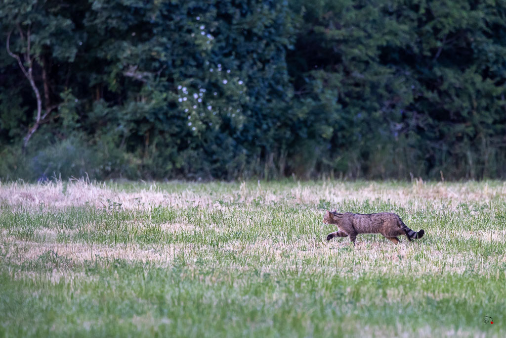 Chat Forestier (Felis silvestris) Wildcat-37.jpg