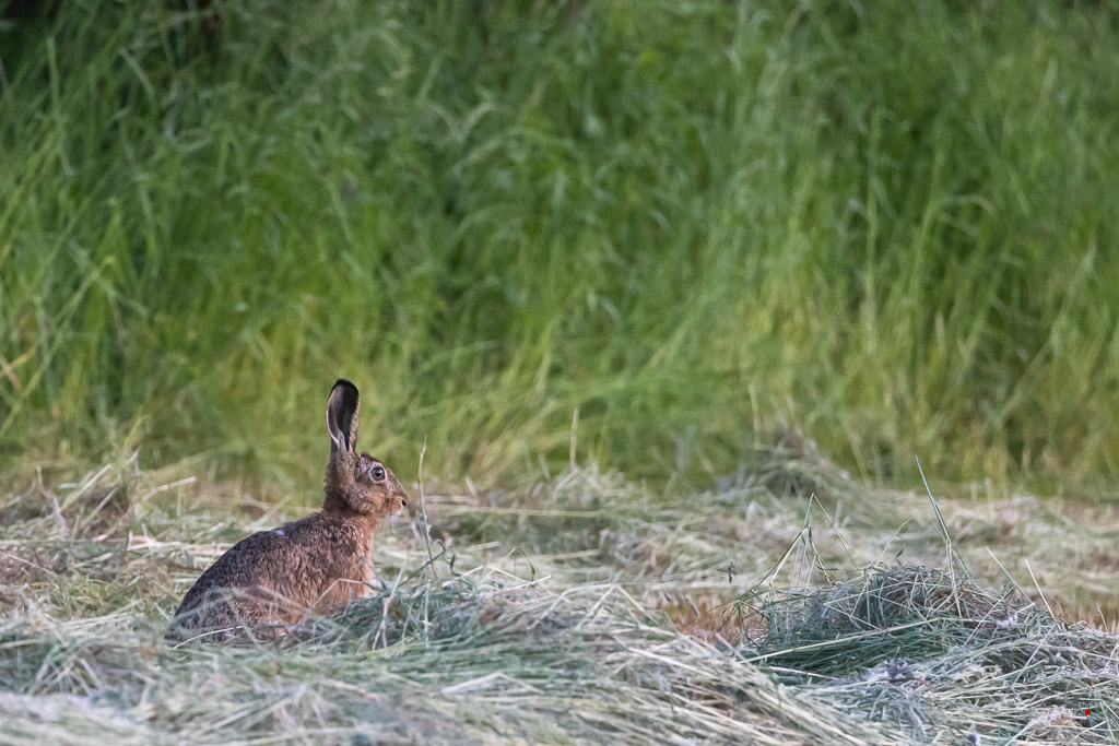 Lièvre d'Europe (Lepus europaeus)-Broxn hare-506.jpg