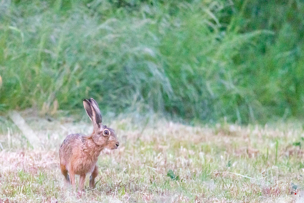 Lièvre d'Europe (Lepus europaeus)-Broxn hare-520.jpg