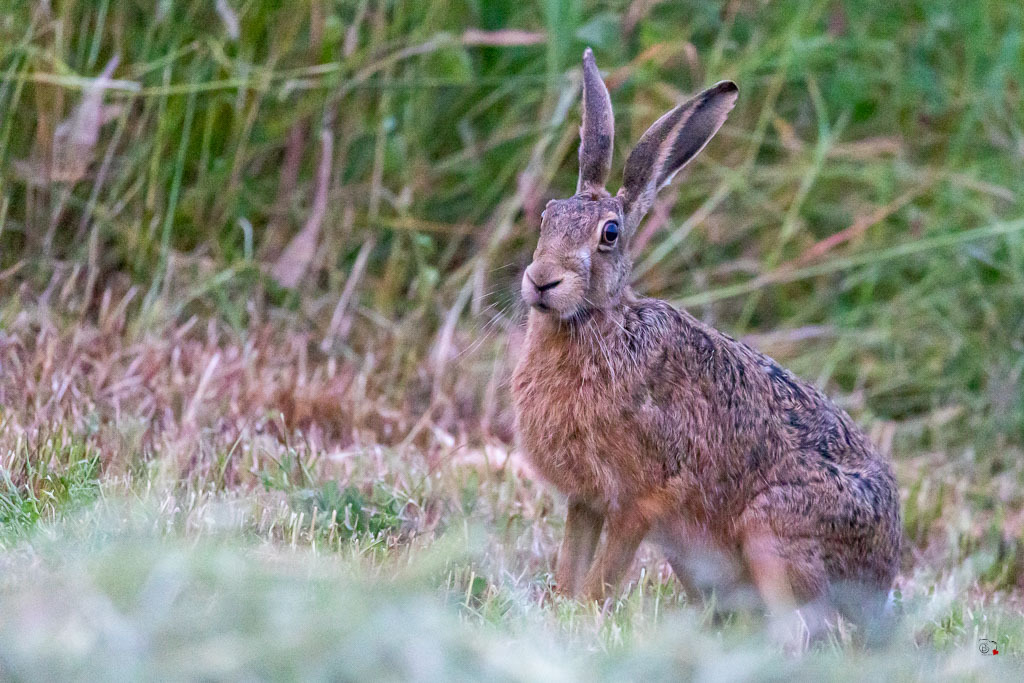 Lièvre d'Europe (Lepus europaeus)-Broxn hare-527.jpg