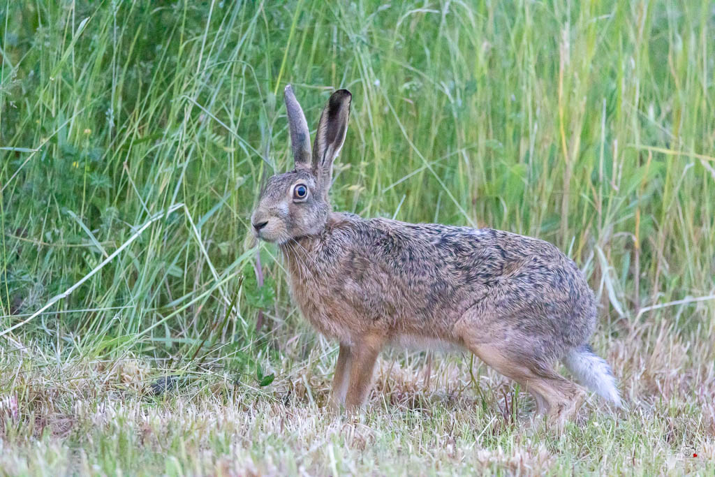 Lièvre d'Europe (Lepus europaeus)-Broxn hare-541.jpg