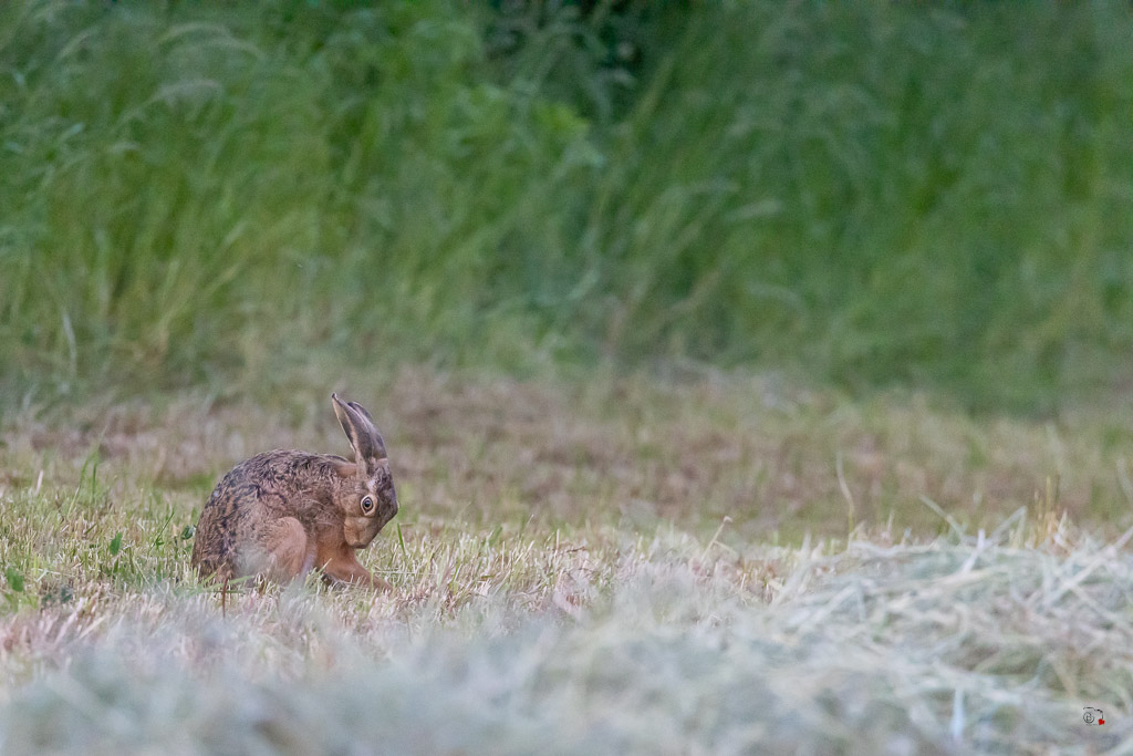 Lièvre d'Europe (Lepus europaeus)-Broxn hare-544.jpg