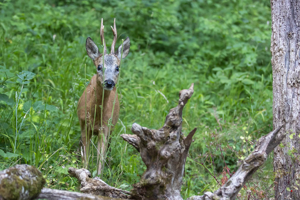 Chevreuil d'Europe (Capreolus capreolus) Roe deer-793.jpg