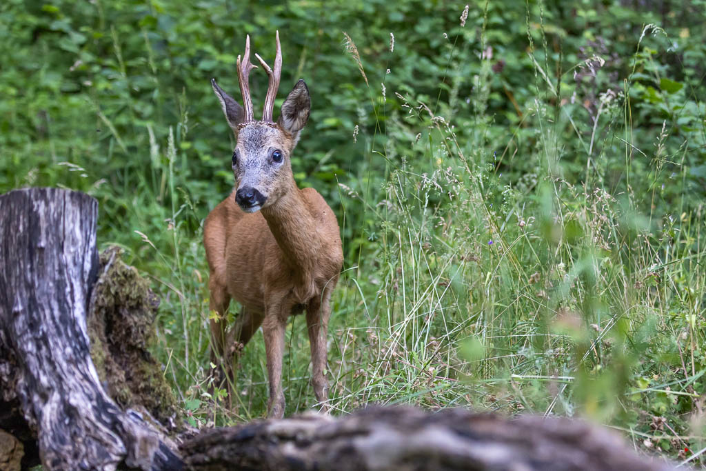 Chevreuil d'Europe (Capreolus capreolus) Roe deer-845.jpg