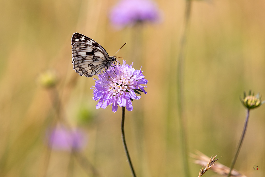 Demi-deuil (Melanargia galathea)-80.jpg