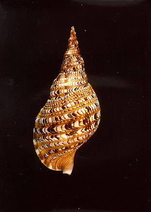 Charonia triton tritonis.jpg