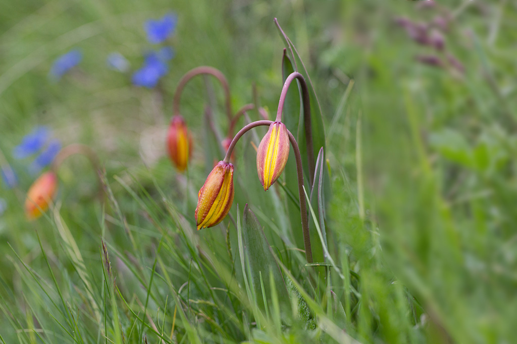71 - Tulipa sylvestris - Tulipe sauvage.jpg
