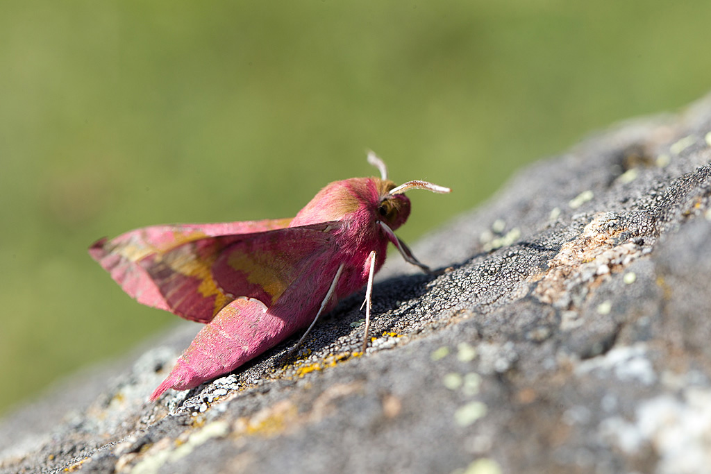 78 -Deilephila porcellus - Petit Sphinx de la Vigne 3.jpg