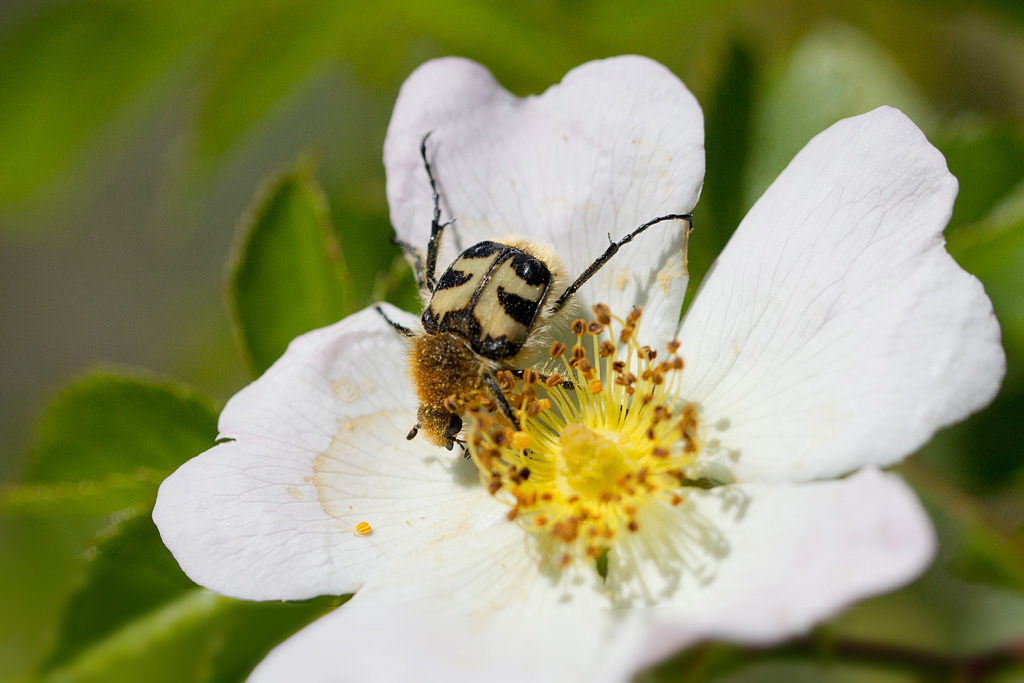 86 - Trichius fasciatus.jpg