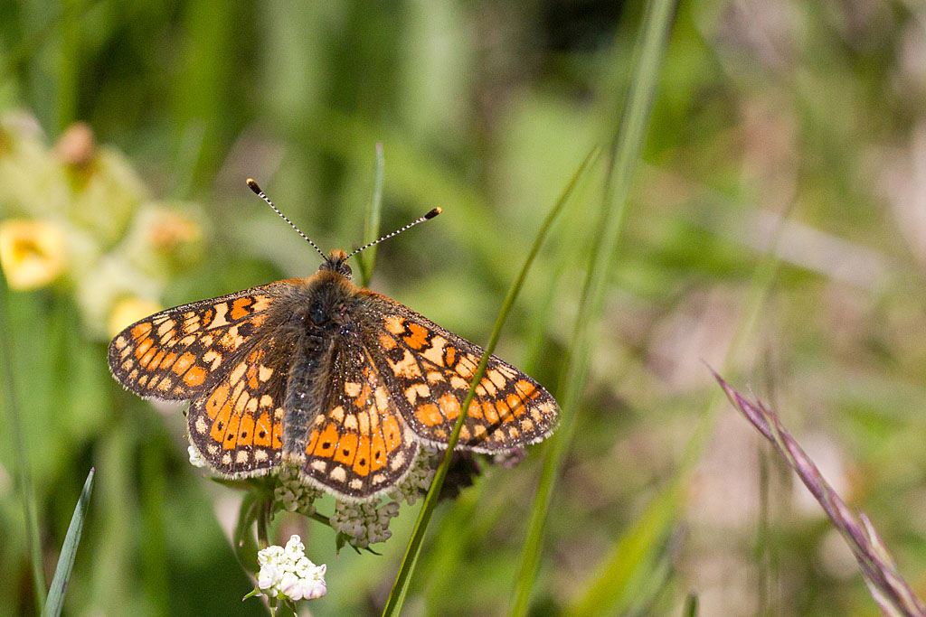 99- Euphydryas aurinia - Le Damier de la succise 2.jpg