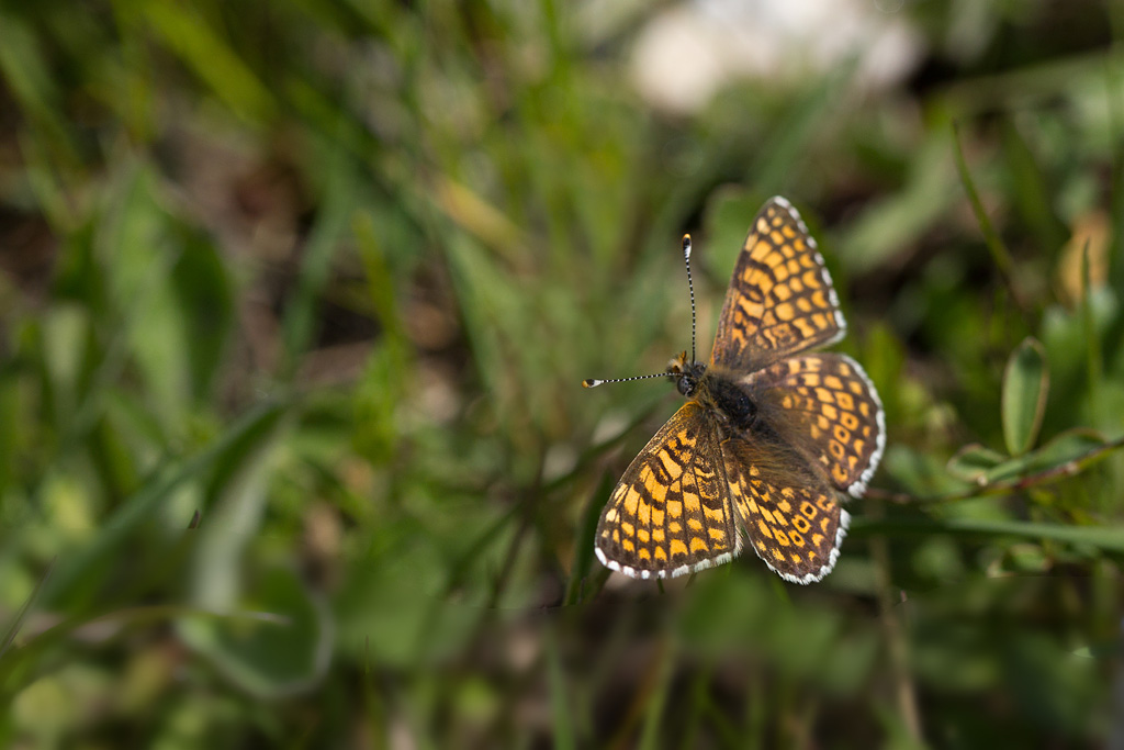 101- La Mélitée du plantain - Melitaea cinxia 2.jpg