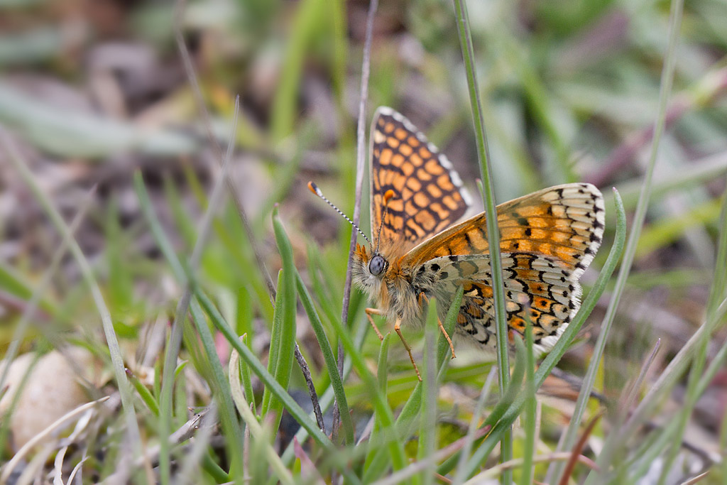 102- La Mélitée du plantain - Melitaea cinxia 4.jpg