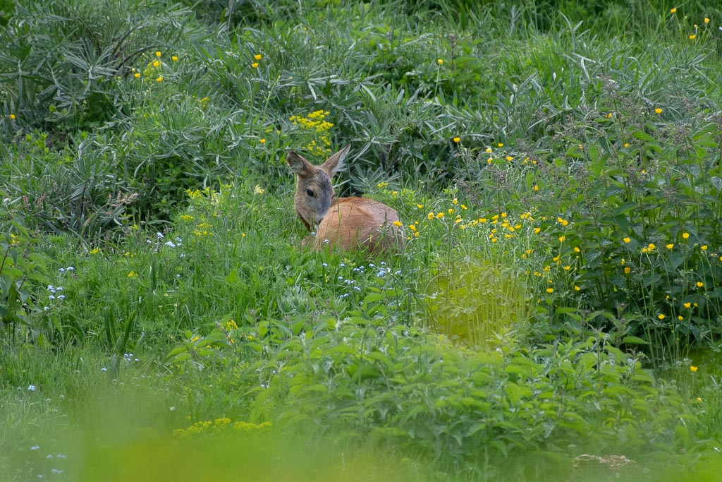 La sieste du chevreuil.jpg