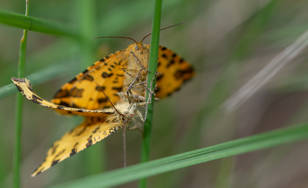 papillon Panthère (8).jpg