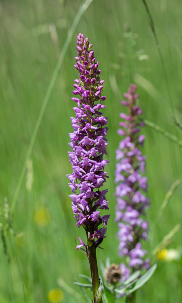 -11- Vers Ceillac. Orchis moucheron.jpg