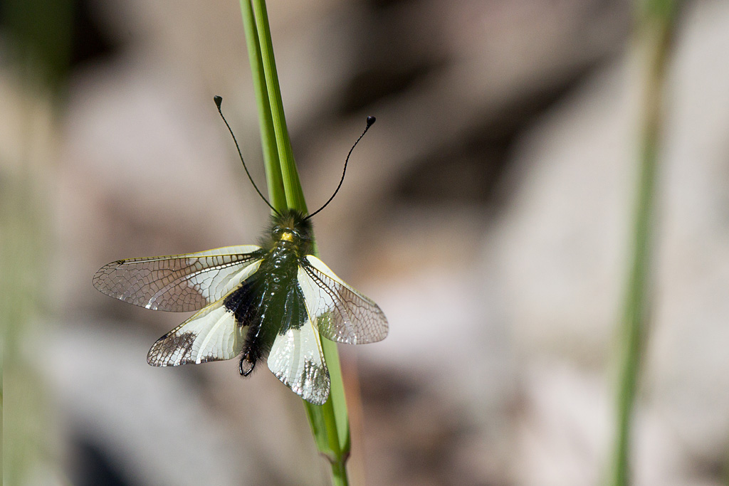 110 - Libelloïdes lacteus -  Ascalaphe blanc.jpg