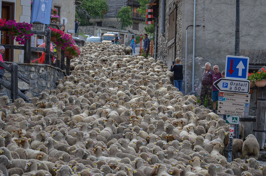 -10- Mini transhumance à Molines -9-.jpg