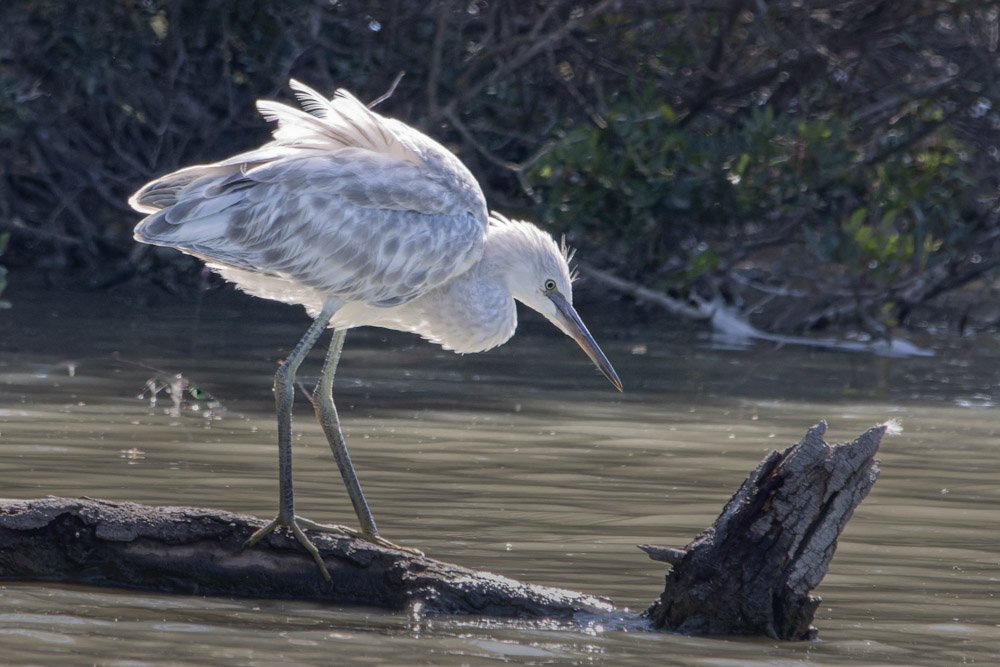 2007 Camargue, non-identifié-1_.jpg